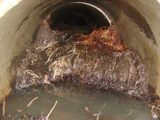 Drain Root Removal and Cutting